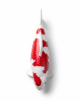 Kohaku Koi-Figur in Rot-Weiß von oben als handbemalte Karpfen-Figur und besondere Japan-Deko für Wohnbereich, Regal oder Eingangsbereich