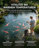 Koi Fütterung im Sommer für Vitalität bei warmen Temperaturen im Teich