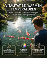 Koi Fütterung im Sommer für Vitalität und hohe Energie bei warmen Temperaturen