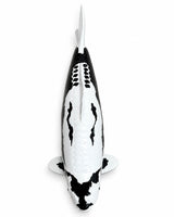 Limitierte Koi Figur Kumonryu – handbemalte Koi Figuren stilvolle Teich- & Gartendekoration