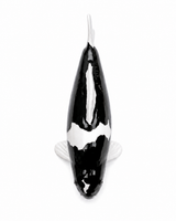 Handbemalte Kumonryu Koi-Figur in Schwarz und Weiß in Draufsicht auf weißem Hintergrund