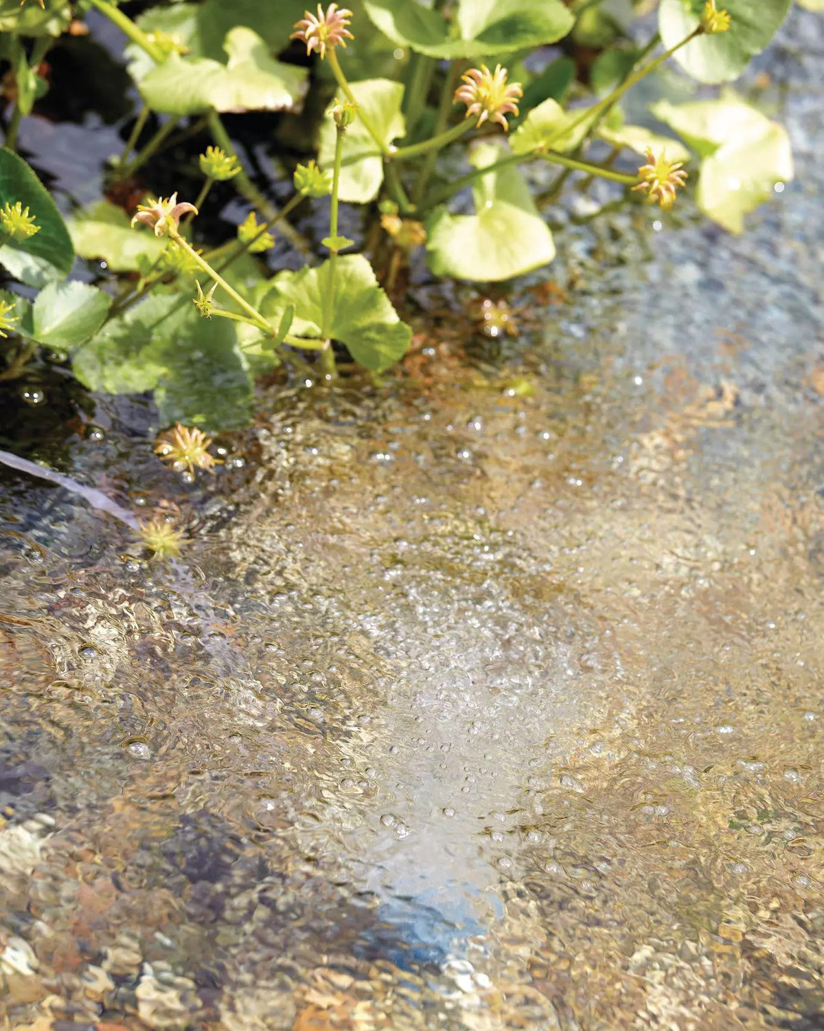 Ausströmerstein einer OASE AquaOxy im Flachwasser, feine Luftblasen steigen auf
