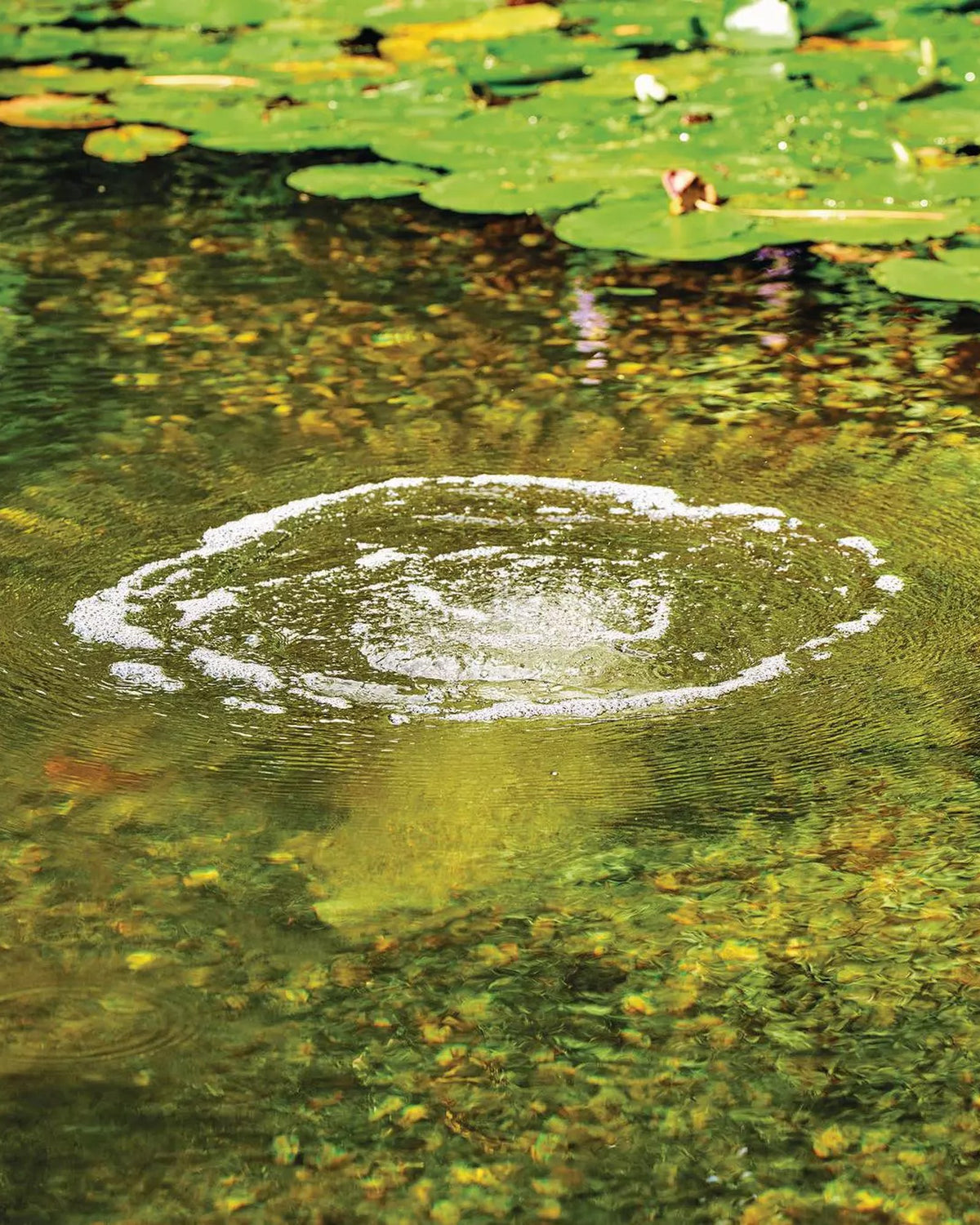Sprudelfeld eines OASE AquaOxy Belüfterstabs an der Teichoberfläche, dahinter Seerosen
