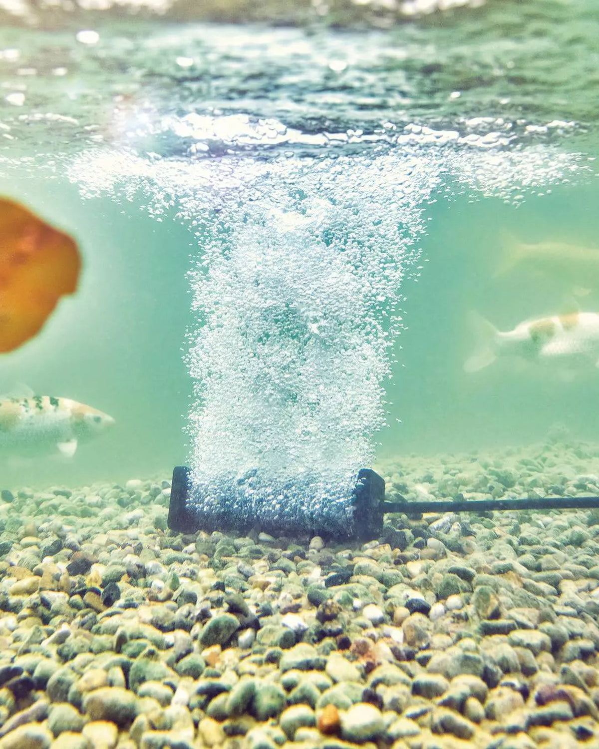 OASE AquaOxy Belüfterstab am Teichgrund, darüber steigt eine Säule feiner Luftblasen auf