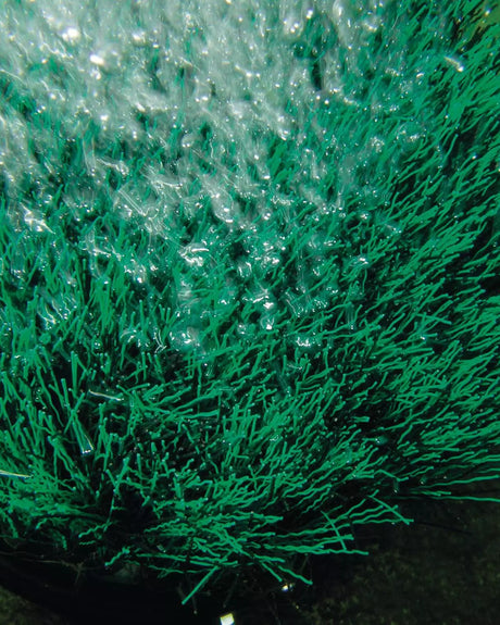 Grüne OxyTex-Fasern mit Luftblasen, Nahaufnahme unter Wasser