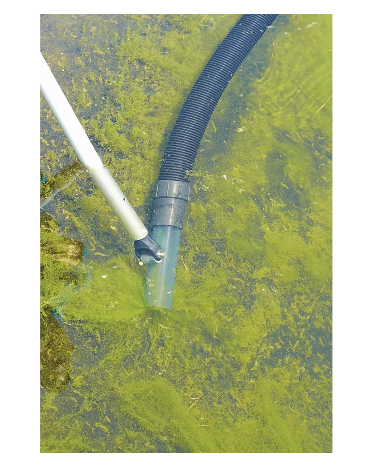 OASE Runddüse am Saugschlauch im flachen Wasser zwischen Fadenalgen, von oben