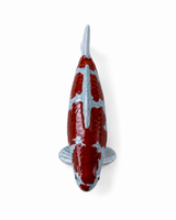 Handbemalte Ochiba Koi-Figur in Dunkelrot und Blaugrau – besondere Fischfigur als Japan-Deko für Teichbereich, Garten, Terrasse oder Wohnbereich