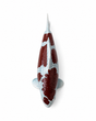 Handbemalte Ochiba Koi-Figur in Dunkelrot und Blaugrau – besondere Fischfigur als Japan-Deko für Teichbereich, Garten, Terrasse oder Wohnbereich