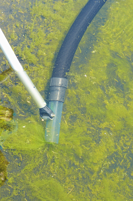 Teichsauger im Einsatz zur Entfernung von Algen vom Teichboden im Wasser