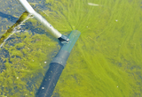 Teichsauger entfernt starke Algenbildung vom Teichboden im Wasser im Einsatz